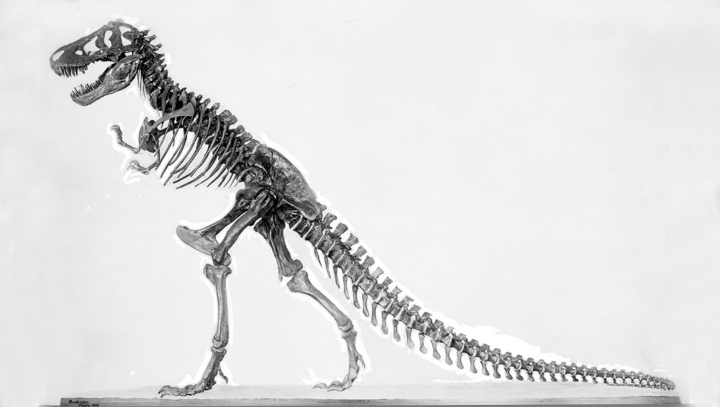 first full t rex skeleton